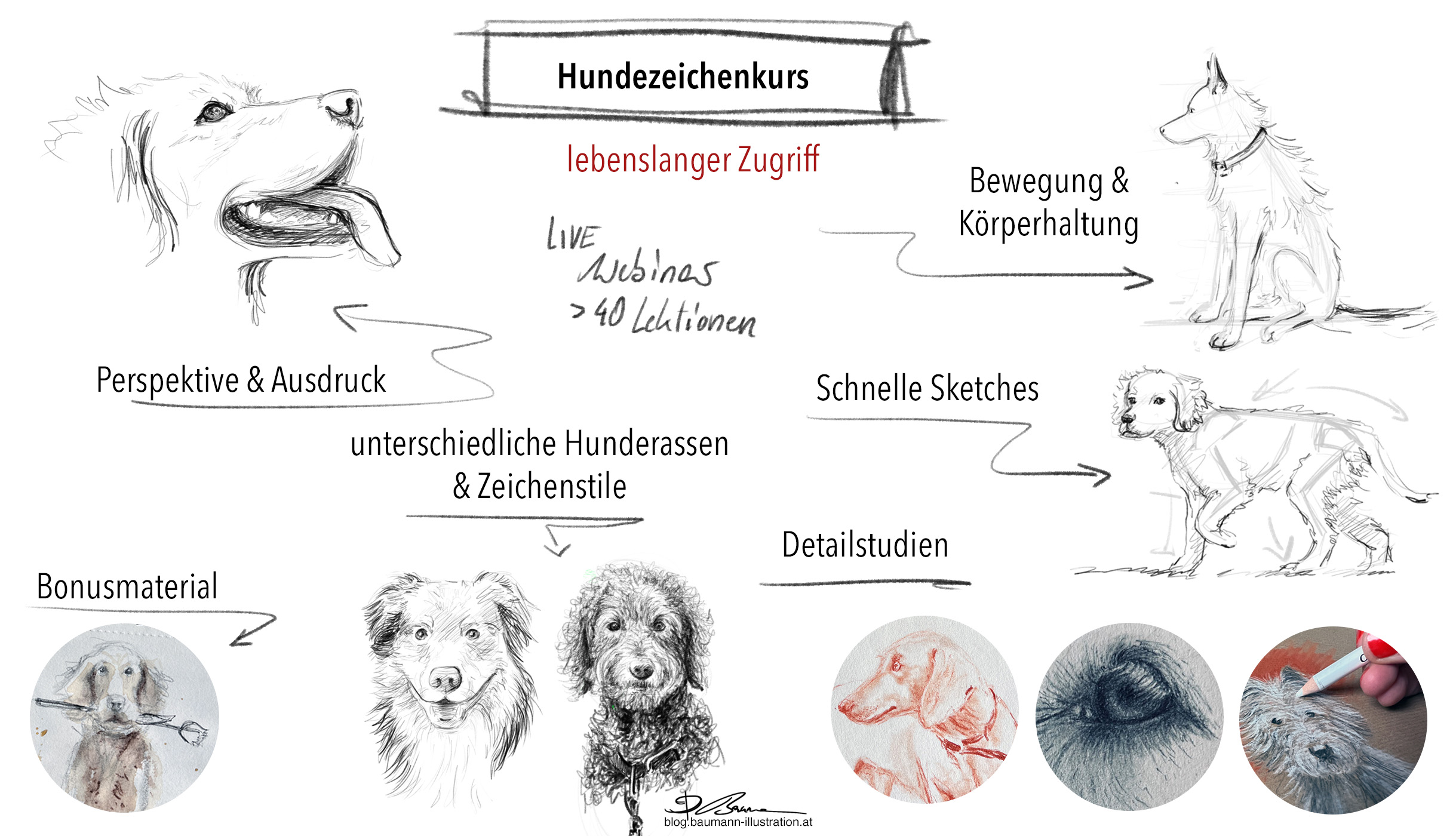 Hundezeichenkurs von Barbara Baumann