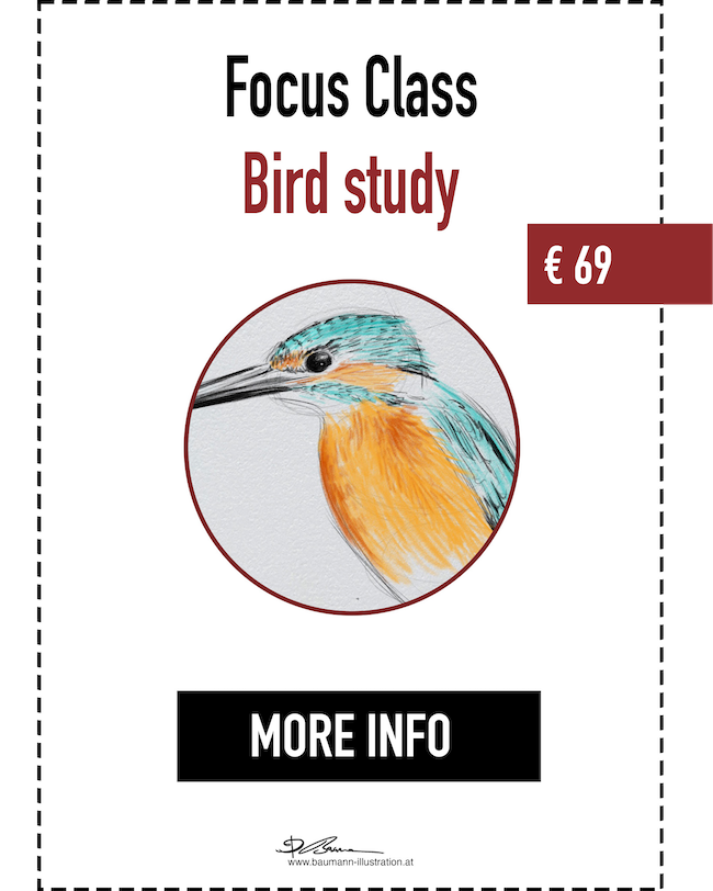 Bird Drawing Class by Barbara Baumann