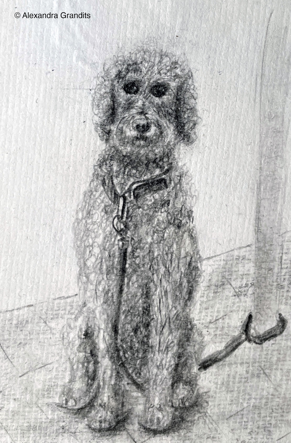 Hundezeichnung von Alexandra Grandits